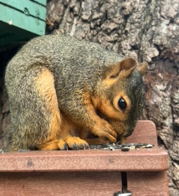 Eating seeds Black oil sunflower seeds: his favorite.
