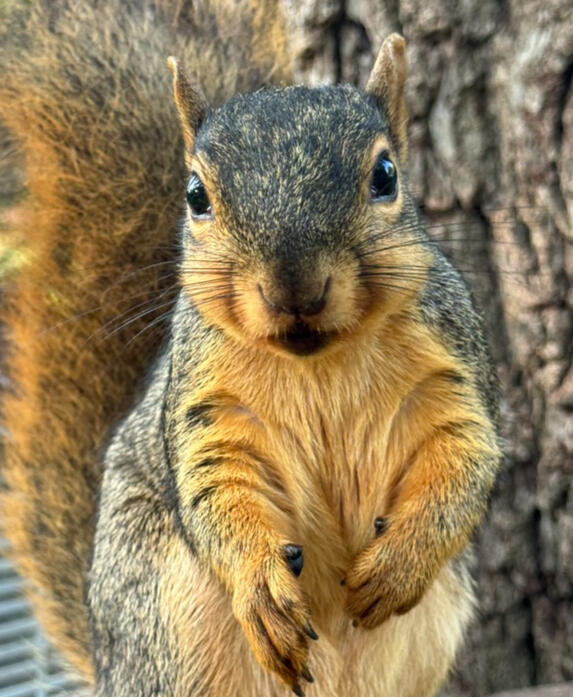 Eating seeds Black oil sunflower seeds: his favorite.
