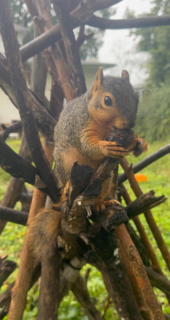 Eating seeds Black oil sunflower seeds: his favorite.